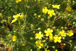 Potentilla argentea Viltganzerik bestellen